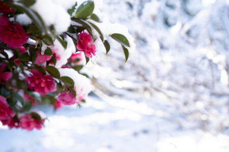 新年に向けて、みなさまへ感謝の気持ちを。